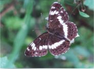 White Admiral 2001 - Andrew Middleton