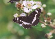 White Admiral 2003 - Clive Burrows