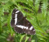 White Admiral 2003 - Helen Bantock