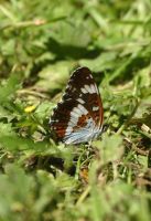 White Admiral 2003 - Nick Sampford