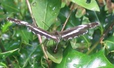 White Admiral probing a fly 2004 - Archie Lang