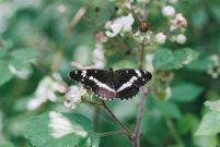 White Admiral 2004 - Glen Barnes