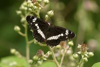 White Admiral 2004 - Nick Sampford