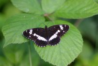 White Admiral 2004 - Sandra Standbridge