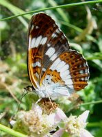 White Admiral 2005 - Barry Palfrey