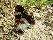 White Admiral - Graham Elcombe