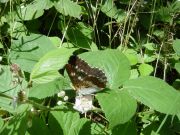 White Admiral 2005 - Steve Pash