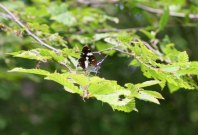 White Admiral 2005 - Sandra Standbridge