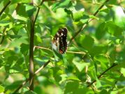 White Admiral 2006 - Steve Lane