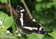 White Admiral 2006 - Sandra Standbridge