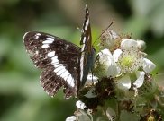 White Admiral 2007 - Bob Clift