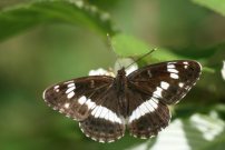 White Admiral 2007 - Clive Burrows