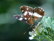 White Admiral 2007 - Dave Mackenzie