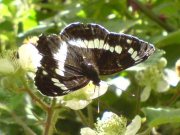 White Admiral 2007 - Darin Stanley