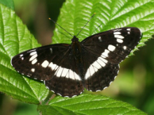 White Admiral 2008 - Clive Burrows