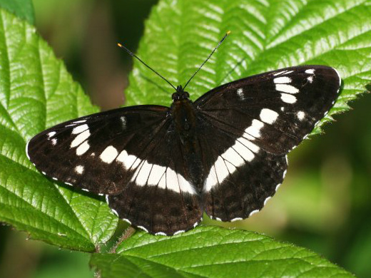 White Admiral (m) 2008 - Clive Burrows