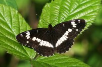 White Admiral 2008 - Clive Burrows