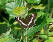 White Admiral 2009 - Alan Reynolds