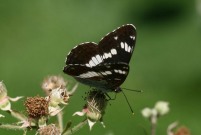 White Admiral 2010 - Clive Burrows