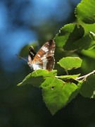 White Admiral 2010 - Elizabeth Debenham