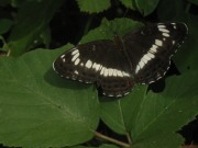 White Admiral 2010 - Peter Clarke