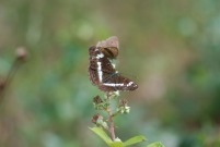 White Admiral 2010 - Phil MacMurdie