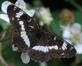 White Admiral 2010 - Robin Pearson