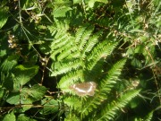 White Admiral 2010 - Tim Smith