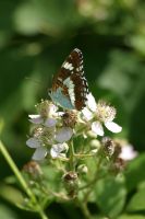 White Admiral 2003 - Nick Sampford