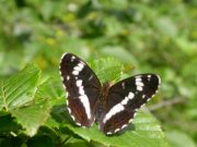 White Admiral 2004 - Malcolm Hull