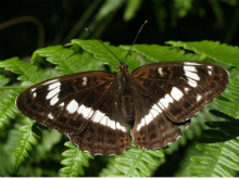 White Admiral (f) 2005 - Lee Browne