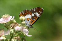 White Admiral 2005 - Sandra Standbridge