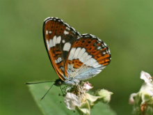 White Admiral 2010 - Clive Burrows