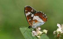 White Admiral 2010 - Clive Burrows