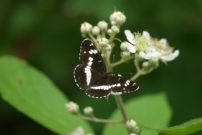 White Admiral 2003 - Nick Sampford