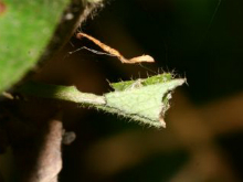 White Admiral tent 2006 - Glen Barnes