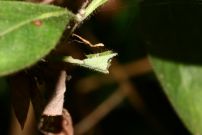 White Admiral tent 2006 - Glen Barnes