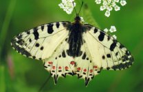 Eastern Festoon 2003 - Clive Burrows