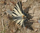 Scarce Swallowtail 2006 - Roger Gibbons