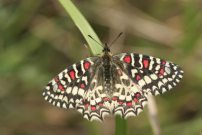 Spanish Festoon 2006 - Roger Gibbons