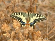 Swallowtail 2006 - Trevor Chapman