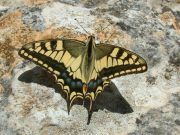 Swallowtail 2006 - Trevor Chapman