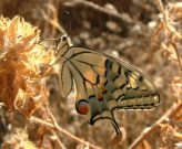 Swallowtail 2006 - Trevor Chapman