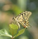 Swallowtail 2006 - France - Roger Gibbons