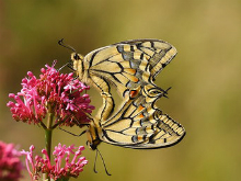 Swallowtail 2009 - Roger Gibbons