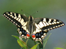 Swallowtail 2006 - Andrew Middleton