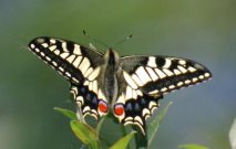 Swallowtail 2006 - Andrew Middleton