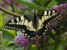 Swallowtail 2006 - Ian Hardy