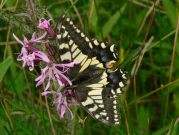 Swallowtail 2006 - Steve Lane