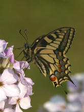 Swallowtail 2003 - Nick Sampford